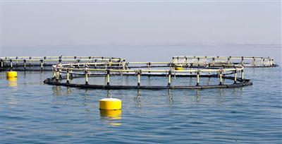 هم نشست جانمای استقرار قفس پرورش ماهی در دریای خزر